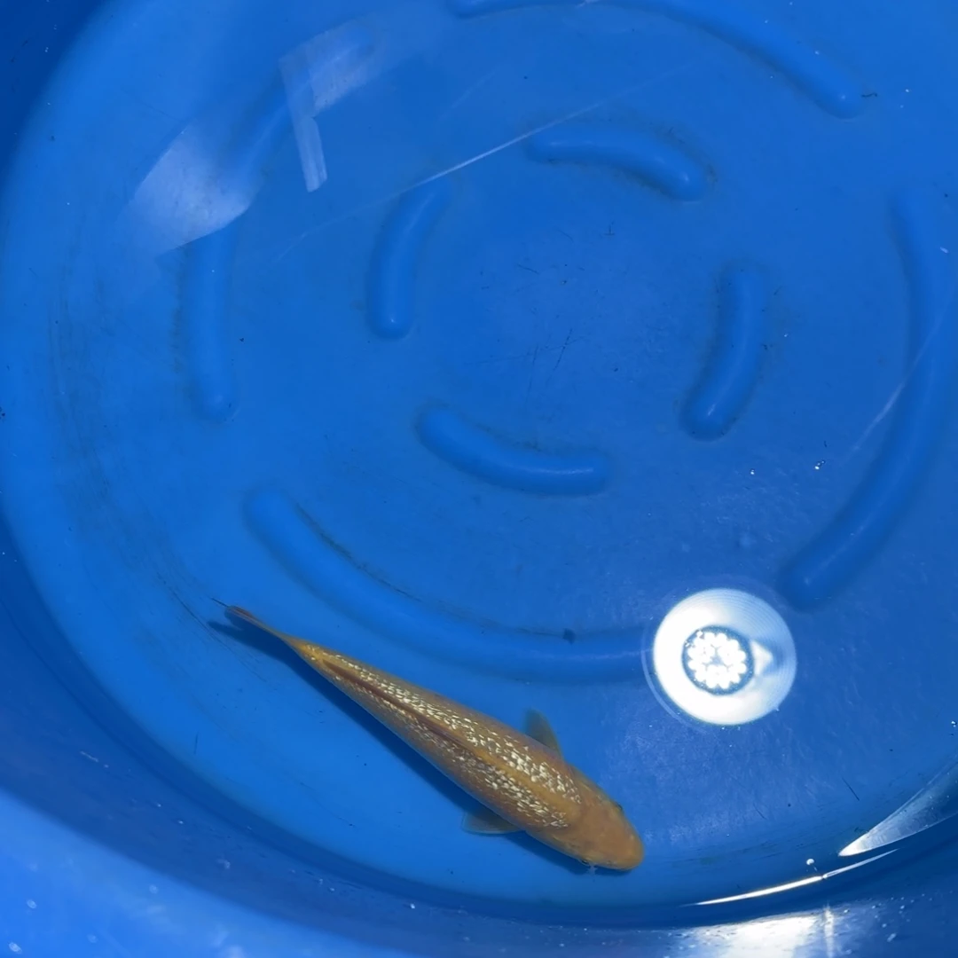 鲤科类公母搭配10-70不支持退换