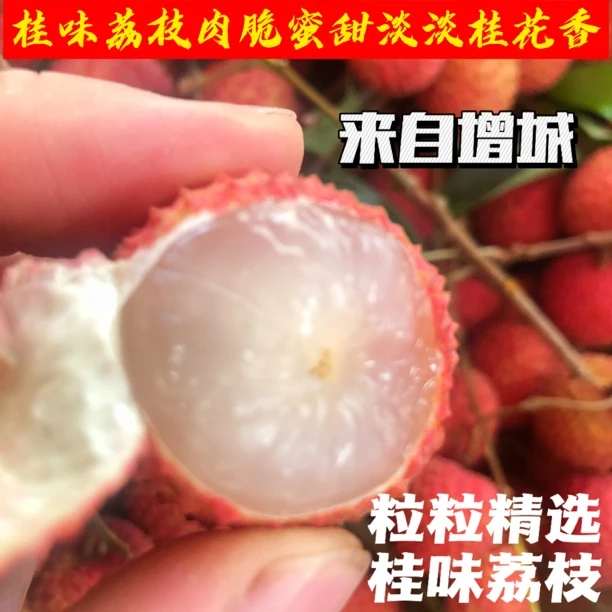 增城［EMS空运］桂味荔枝广东当季水果荔枝糯米糍仙进奉挂绿5斤装