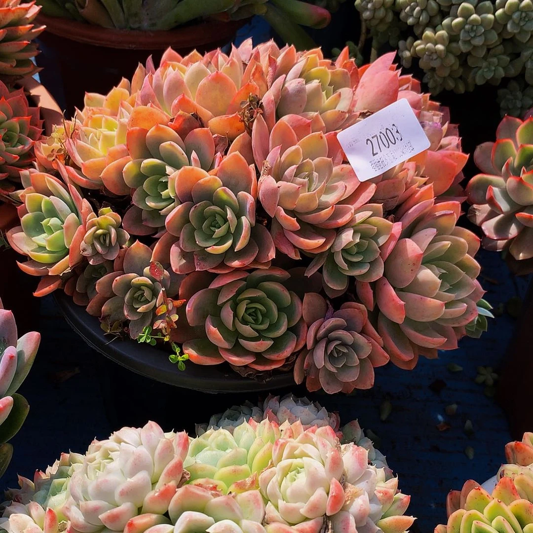 雨***薇丝绸面沙27003多肉嘟嘟