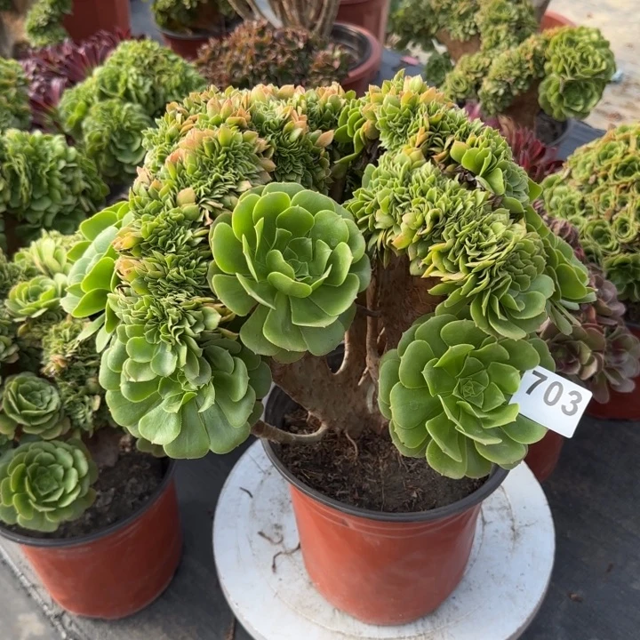 多肉植物绿缀化703