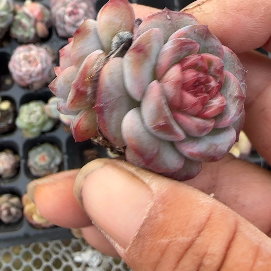 小卡拉米糖心一物一拍
