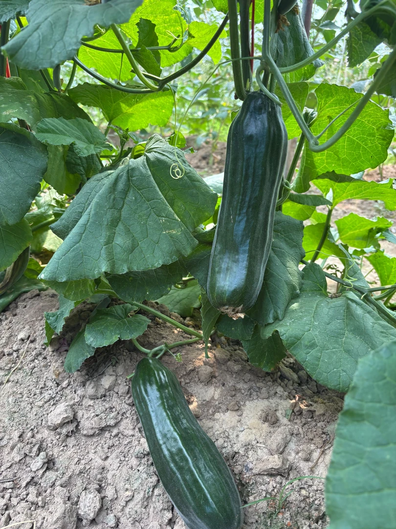 河南本土黑皮棱子酥瓜可生吃可凉拌 新鲜发货现摘先发