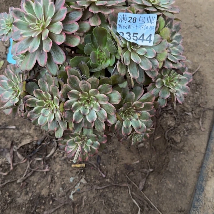 23544紫霞多肉植物