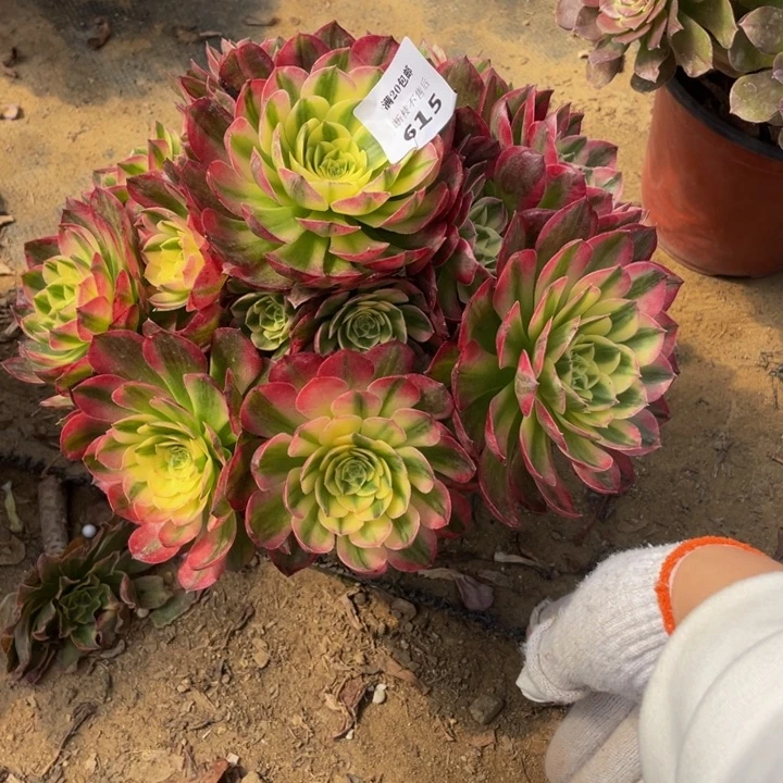 馨**香615海仙法师多肉断枝不售后