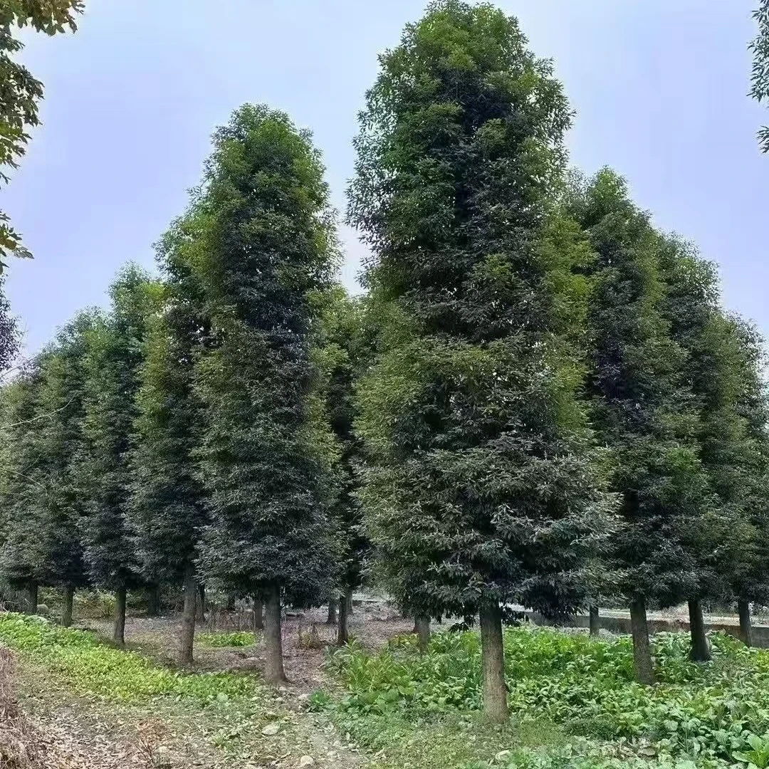 四川正宗金丝楠木小叶桢楠（大规格）