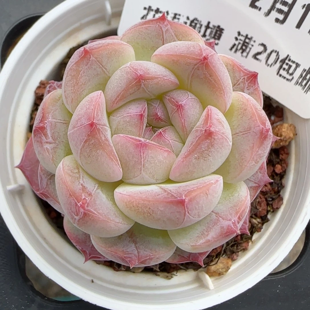 花语逸镜0219-586