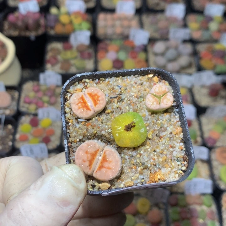 抖***谱精品生石花26.102