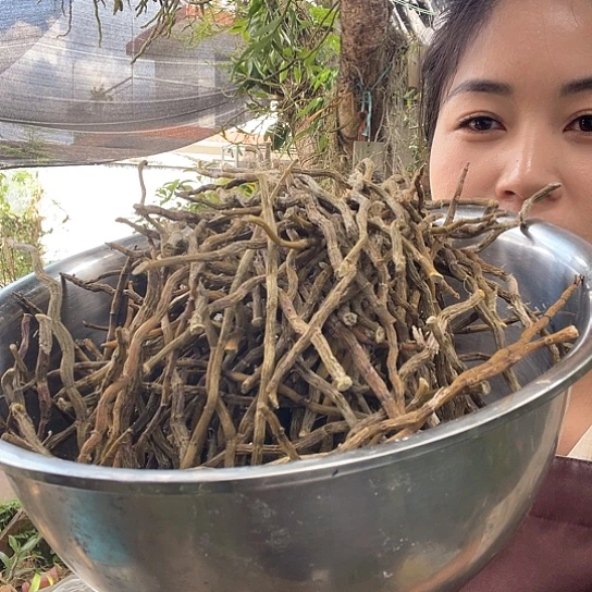 完全开放铁皮石斛胖条一斤