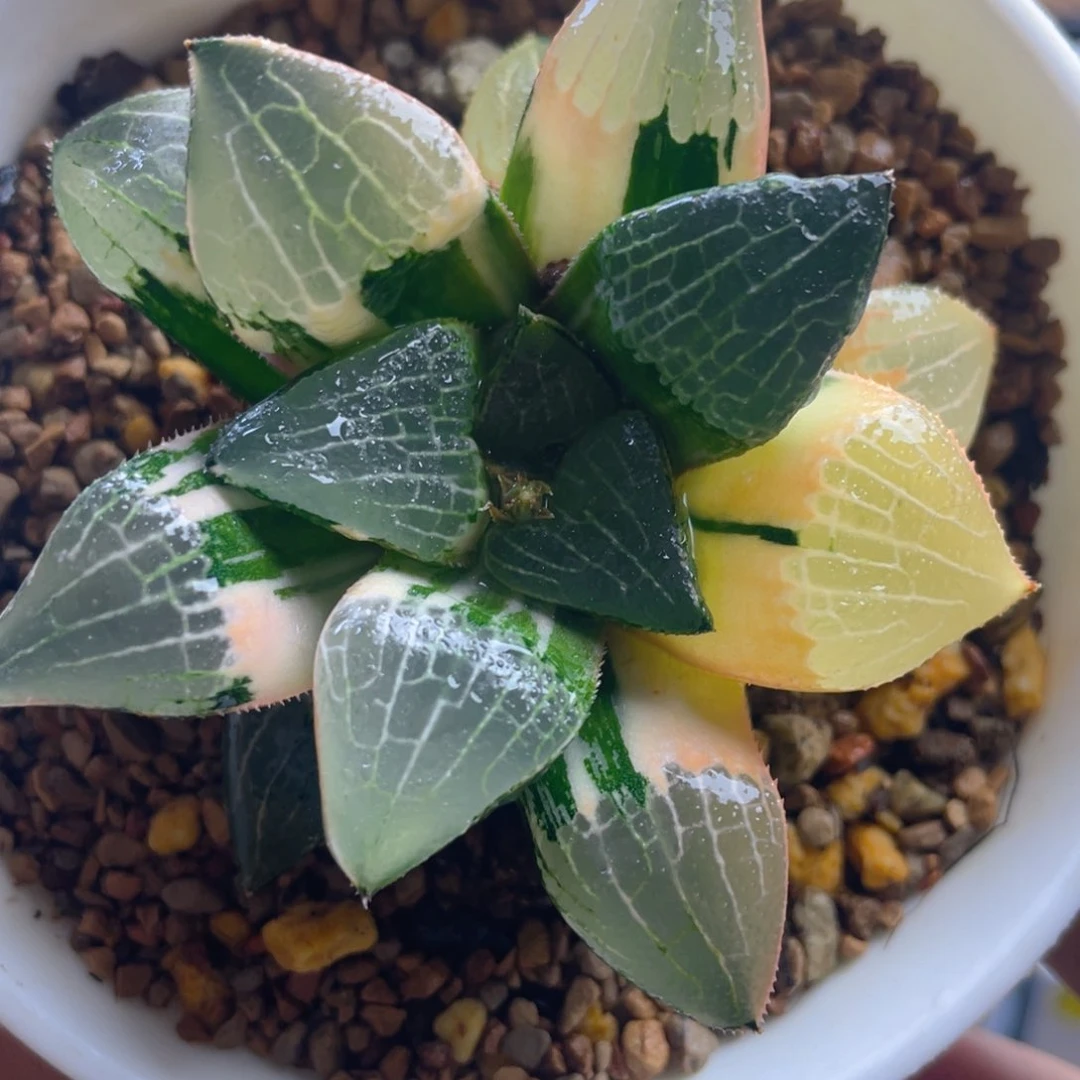 十二卷多肉实生克换补差价。