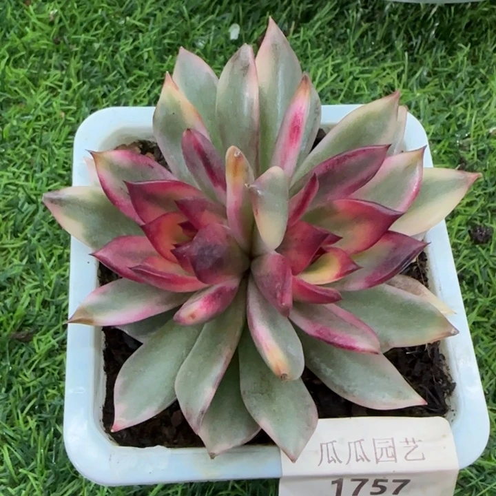 1757双头火焰山锦多肉植物的