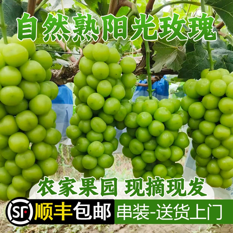 【顺丰包邮】当季新鲜水果正宗阳光玫瑰晴王香印葡萄青提子整箱
