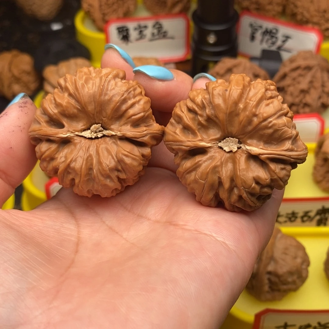 飞***鱼菩提籽类平谷凹底