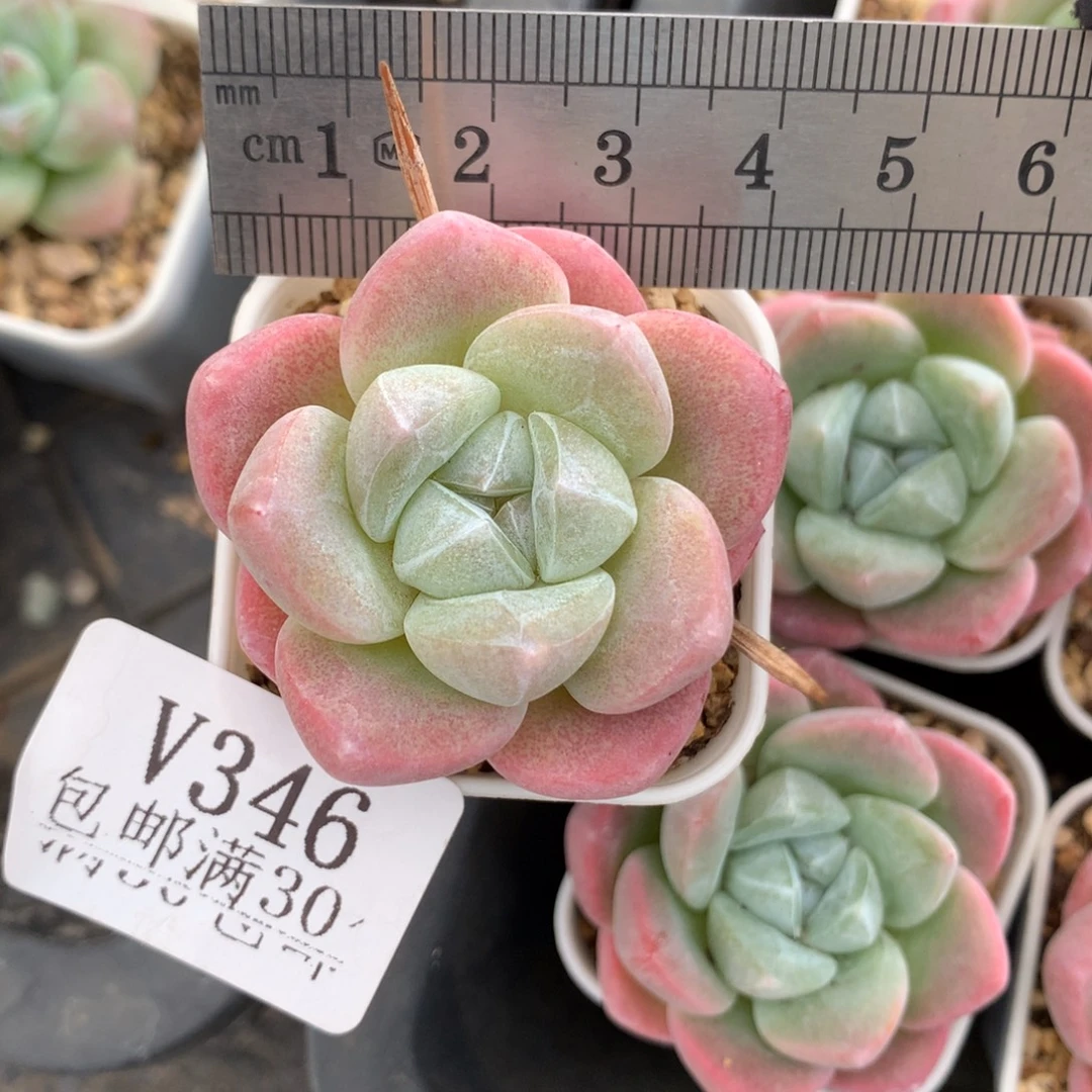 346。小脸糖心冰玉。满30发货。