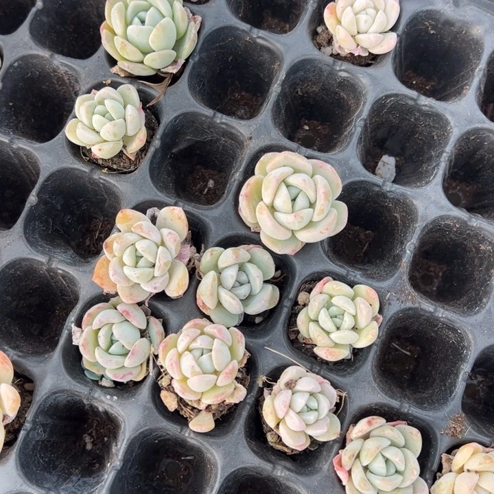 雪媚娘3cm10颗多肉满20包邮下午发