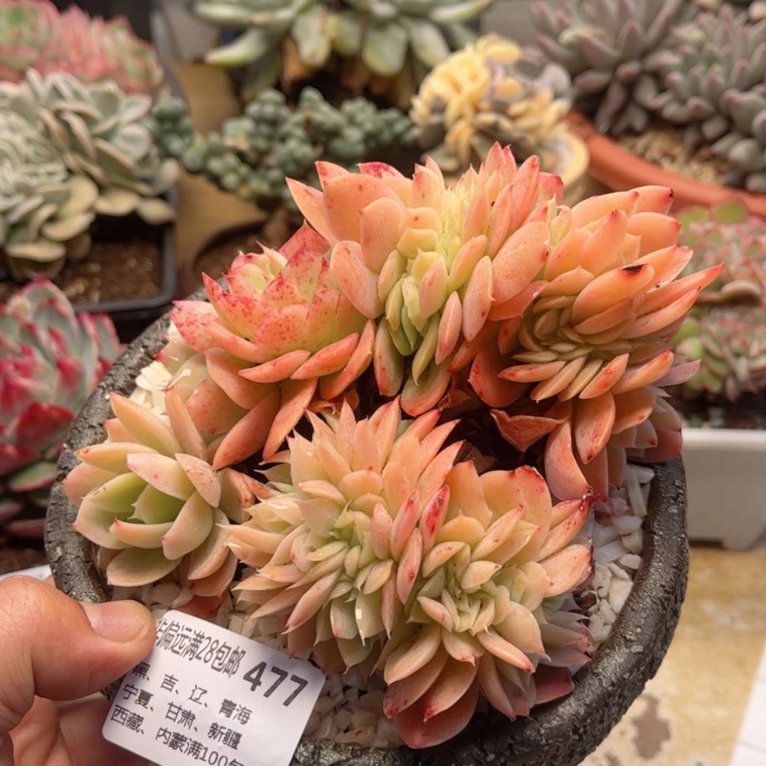 【闪购商品】477星娜塔优选缀