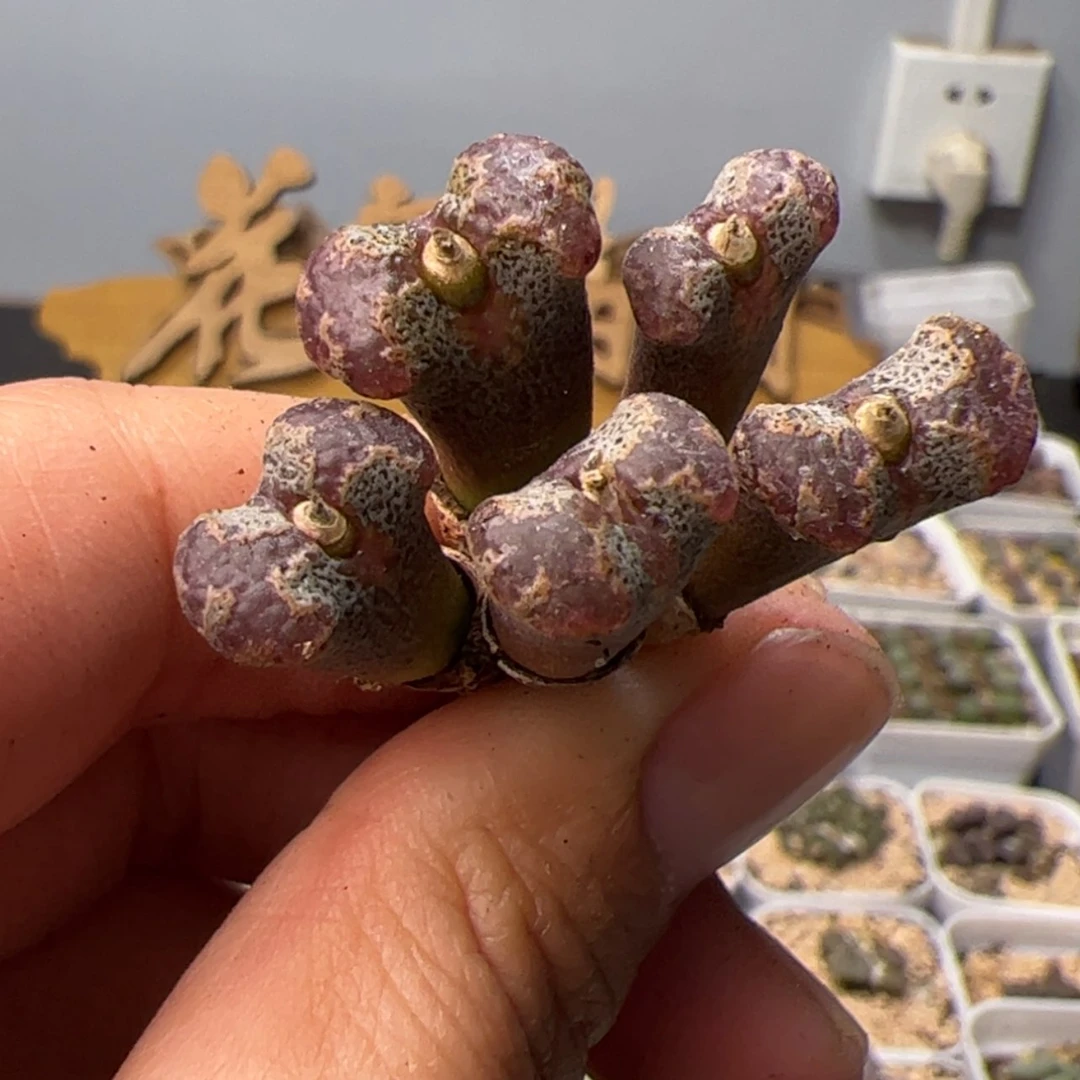 【闪购商品】000000019