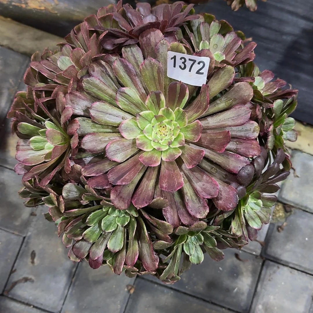 1372水墨33冠服30左右