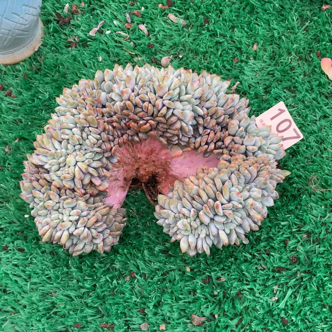 107橙子缀多肉植物