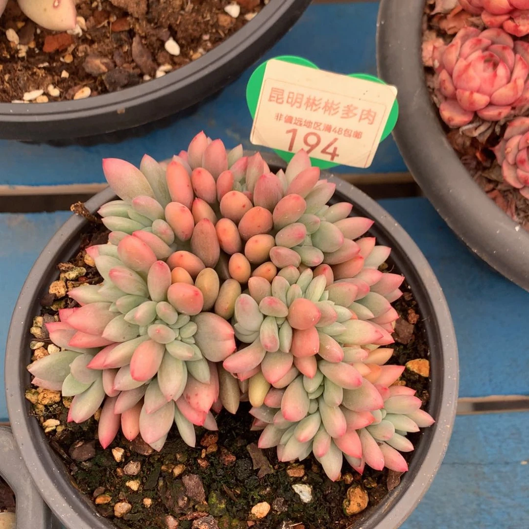 桃花源缀化一物一拍194