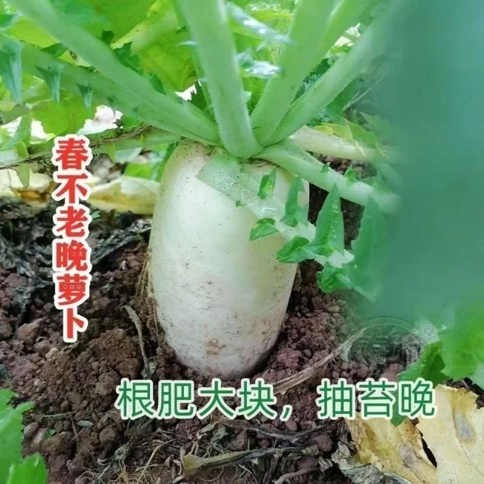 【全店满5元】【126】春不老长萝卜种子