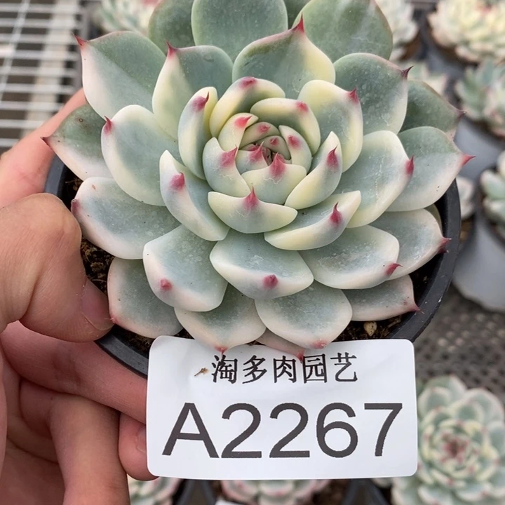吉娃娃锦多肉植物A2267