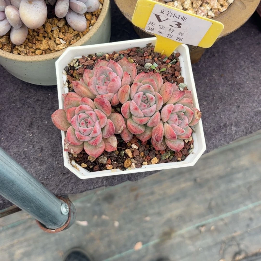 曾*多肉植物111111