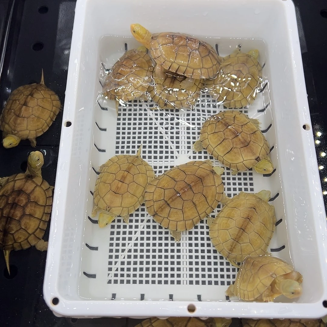 体***胡宠物龟不分公母加温包