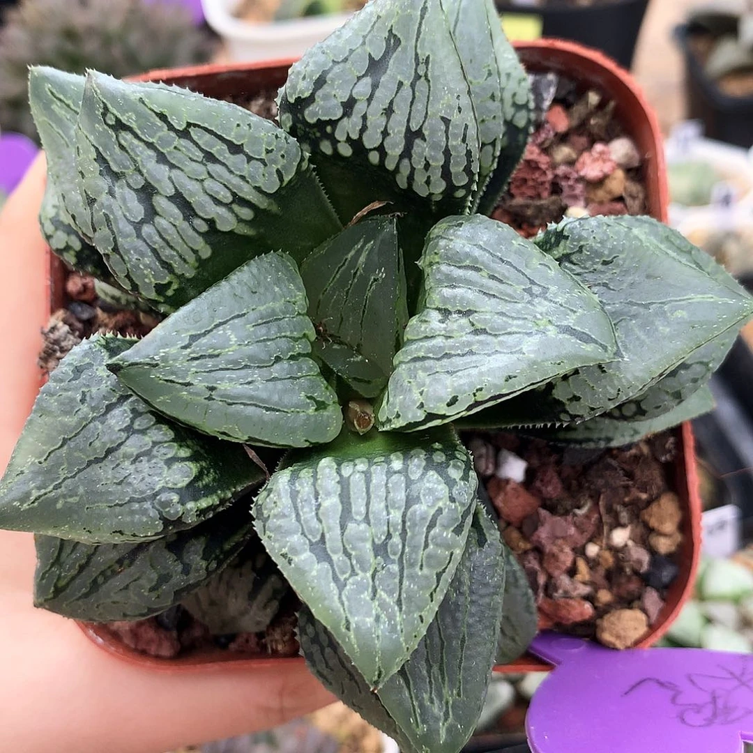 巨大化马丽丽，11公分