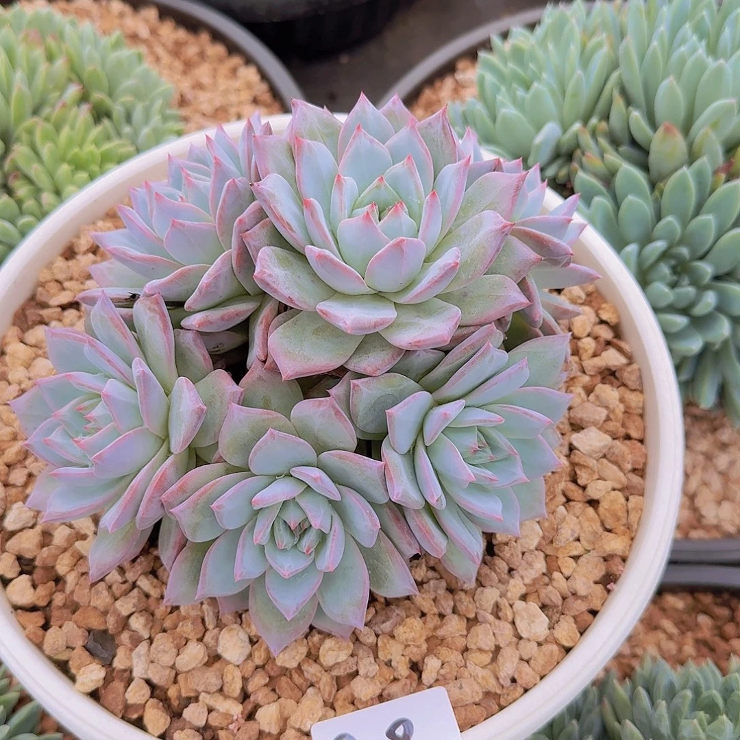 9-8粉蓝鸟多肉植物