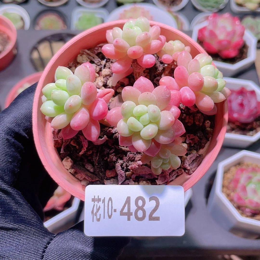 花利美10-482洛可可
