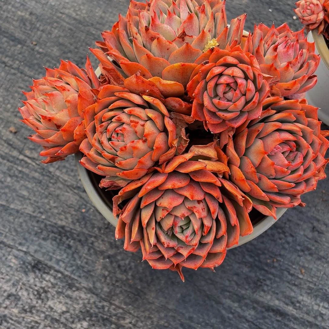 林洁安娜多肉植物2225