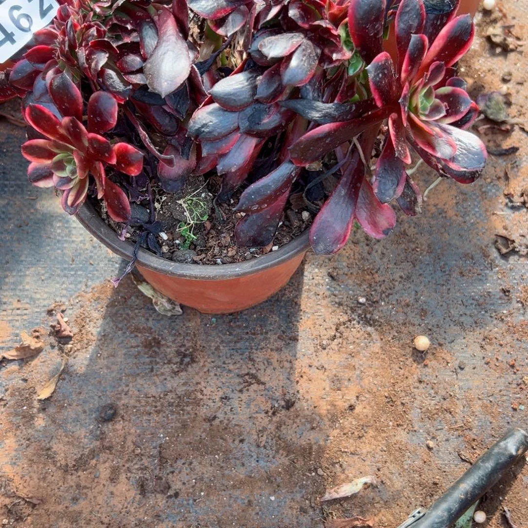 462 号多肉法师植物