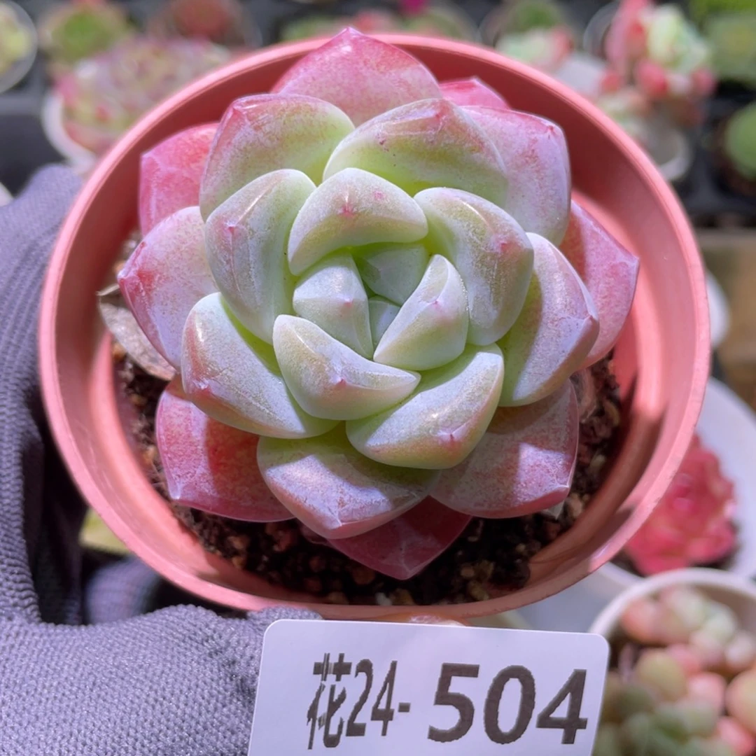 花利美24-504冰玉