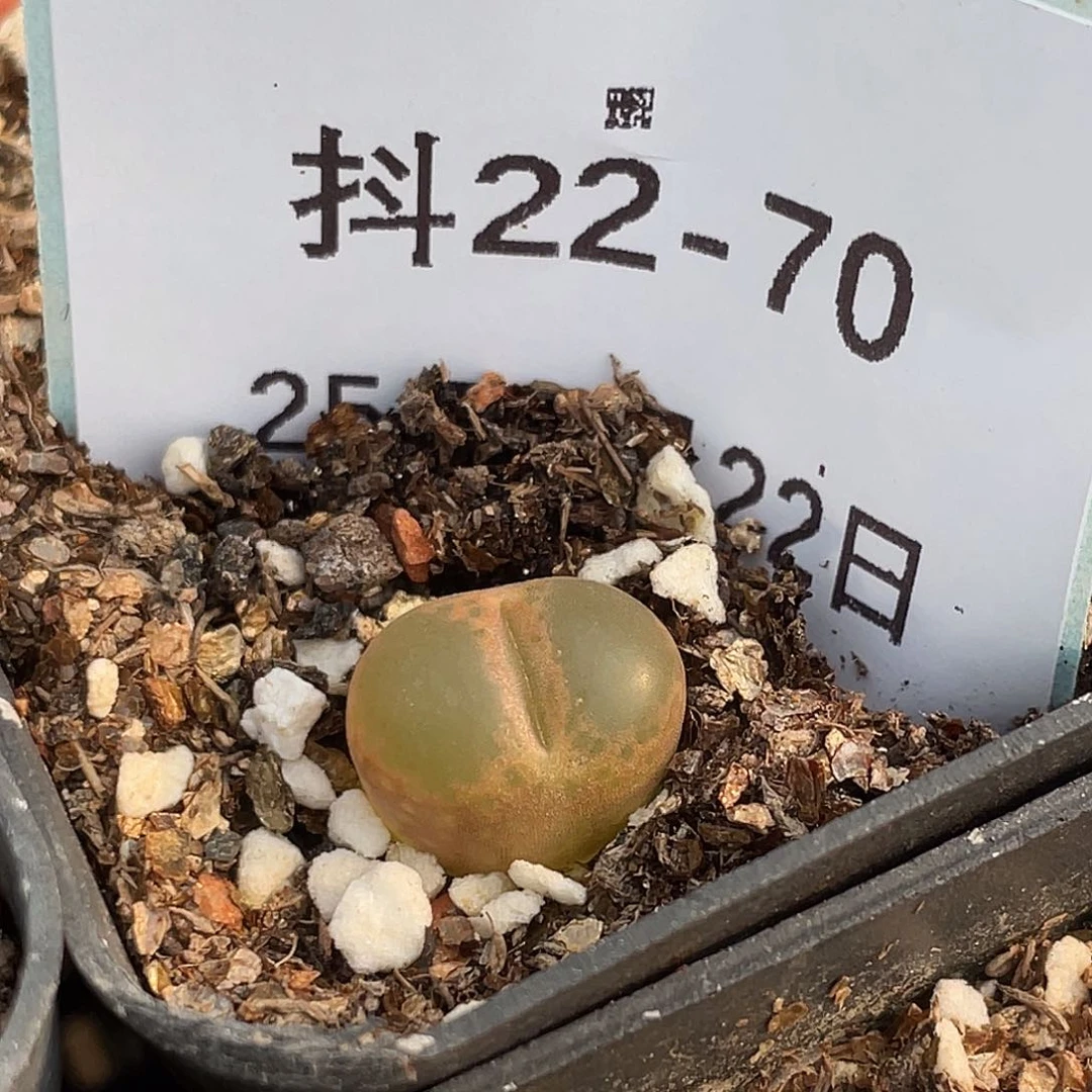 小*22-70肉锥多肉植物