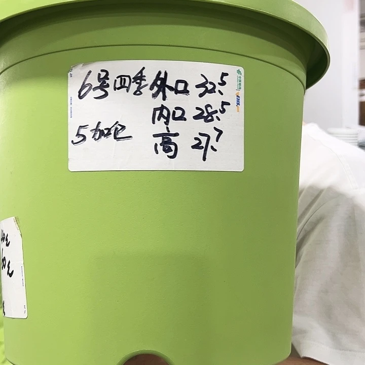 四季6号特价口32高28混色5个无托