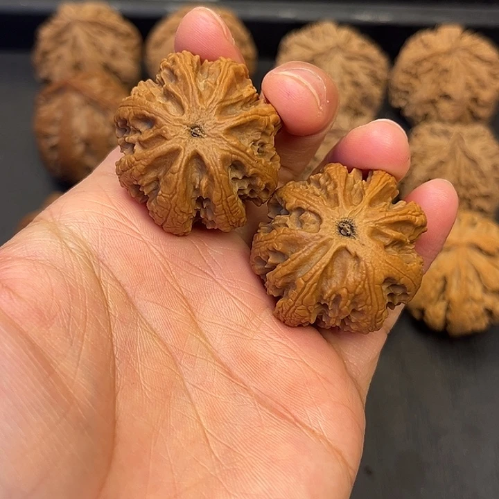 核桃秦岭突突突突突6