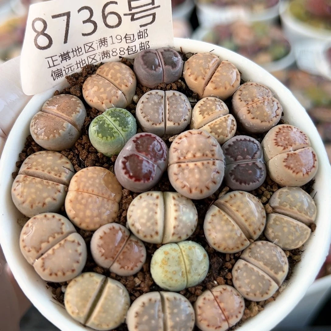 8736三年彩饼干24颗1-1.5cm