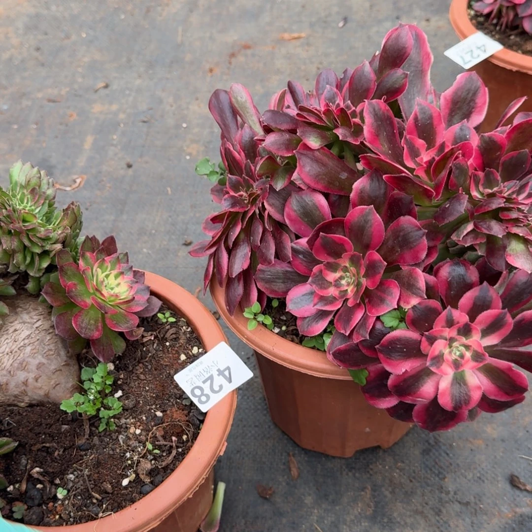 428组合缀化多肉植物满28包邮