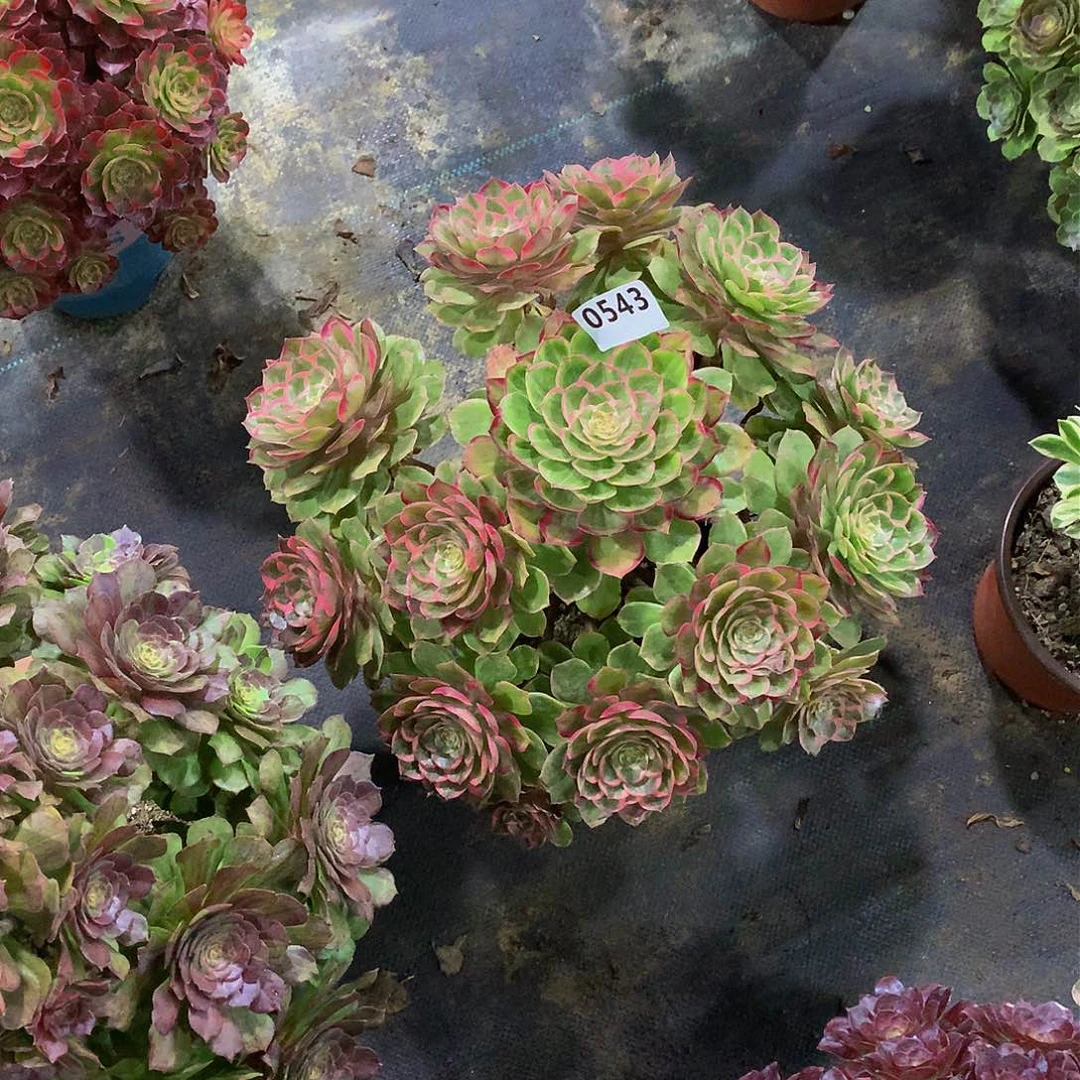 半*543花888888888888