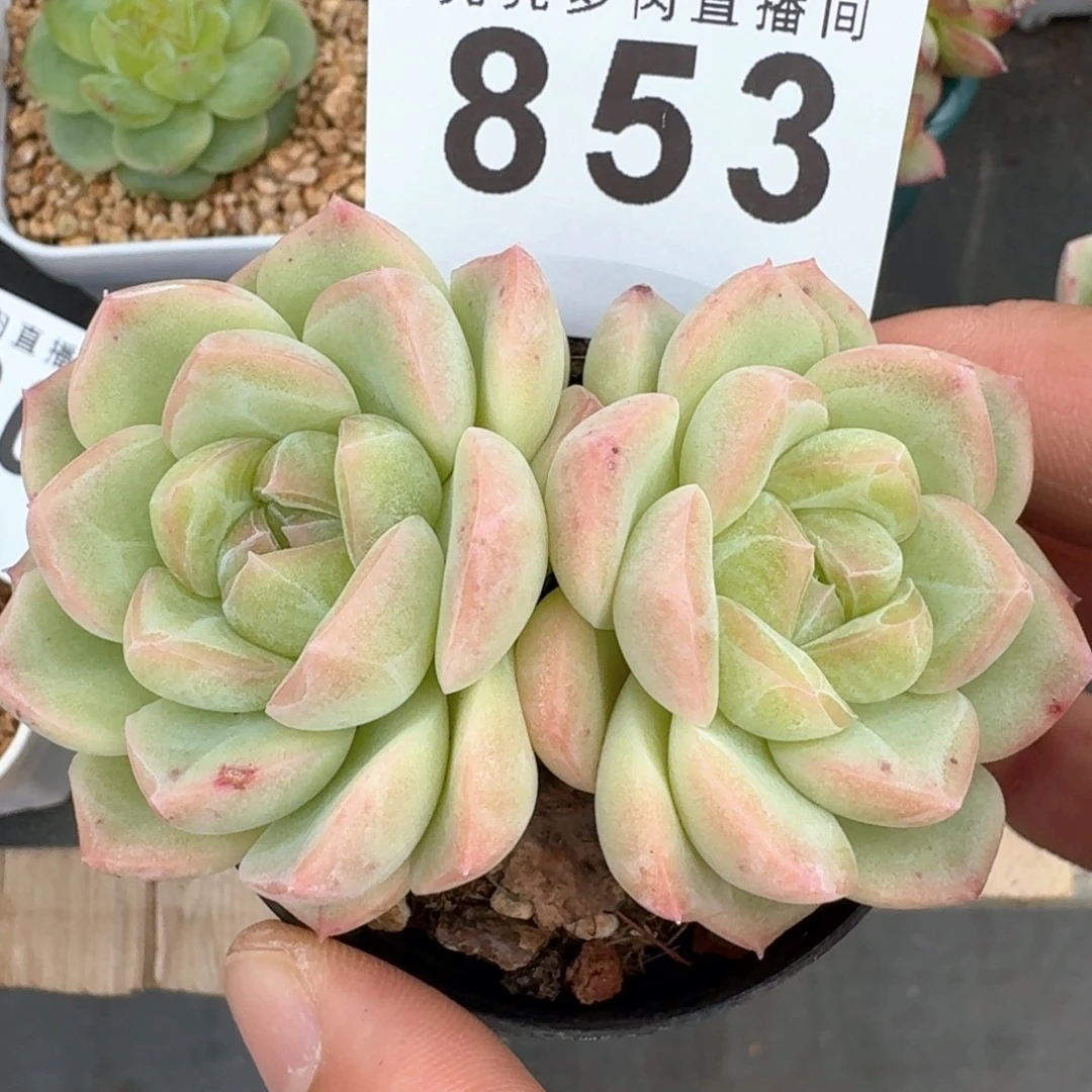 开播福利拍够包邮发货
