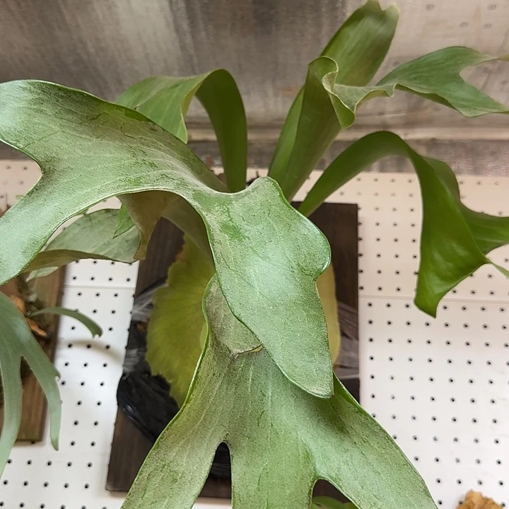 完全开放亚成巴拿马鹿角蕨板植