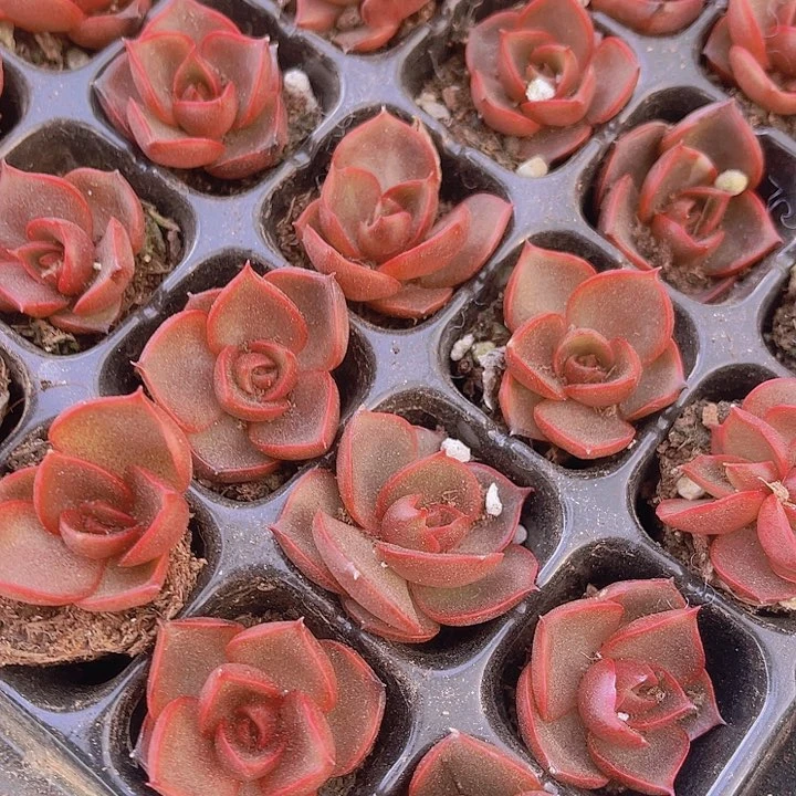 精品红灯多肉植物