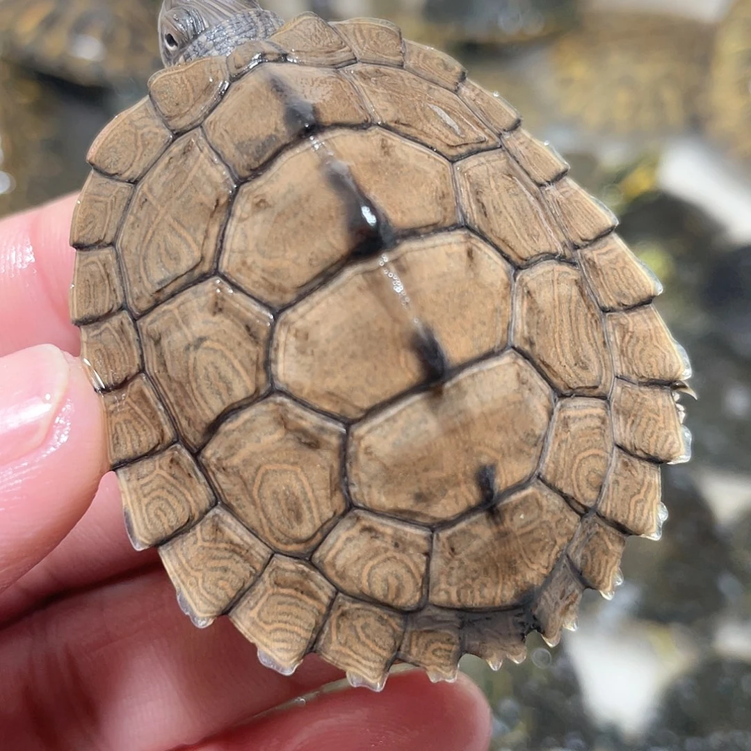 宠物龟不分公母5.2