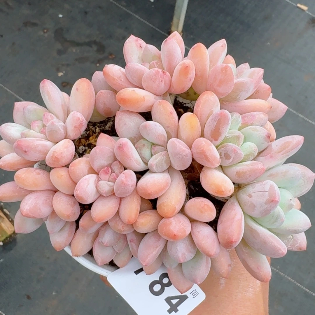 韩版香水群生          摇身一变高富帅，一夜暴富动作快