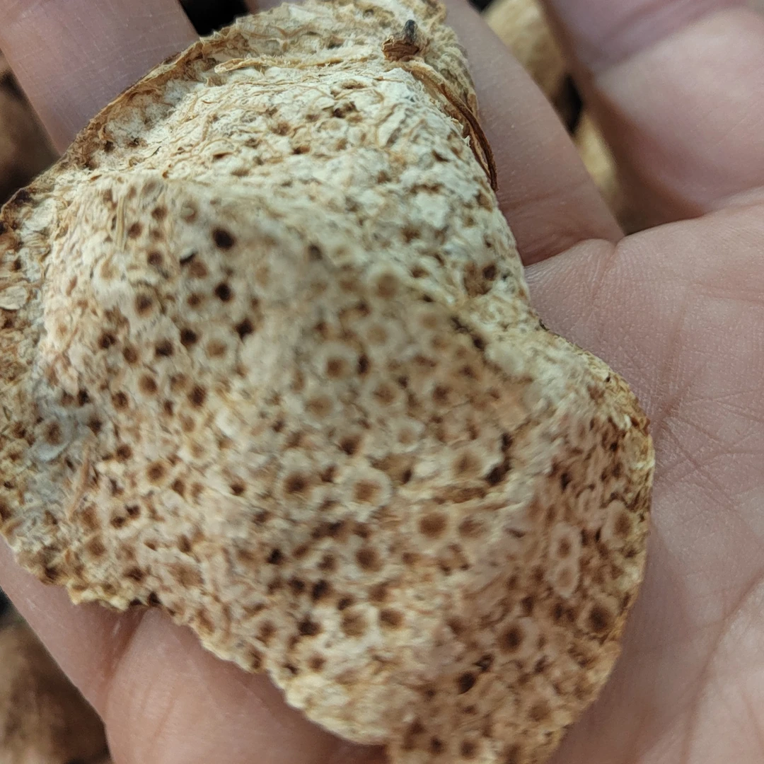 三八节福利梅江大红陈皮老树油皮仔陈皮高香糯甜全生晒封存自然