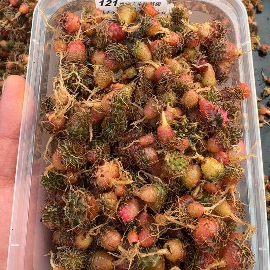 米哈实生自然锦练手球255颗左右121