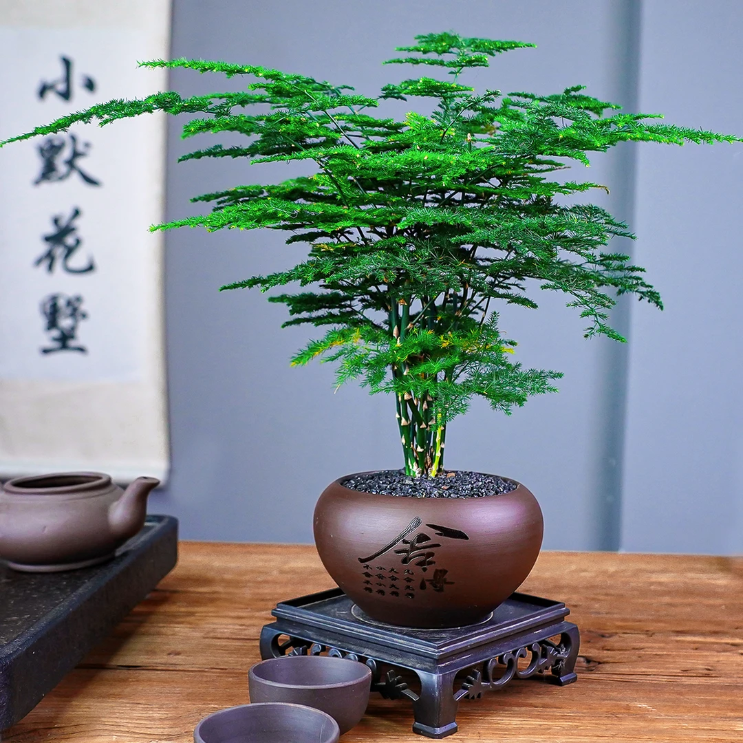 文竹室内桌面绿植带盆种好舍得陶瓷盆小盆栽
