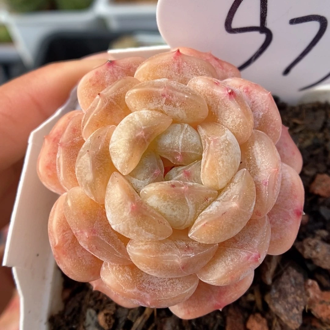 白色恋人可拍979号