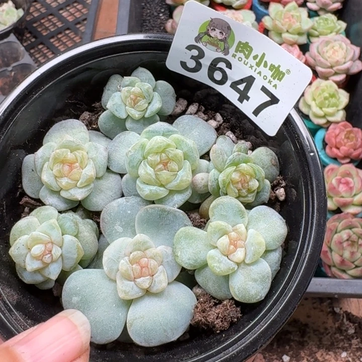 多肉植物多肉植物