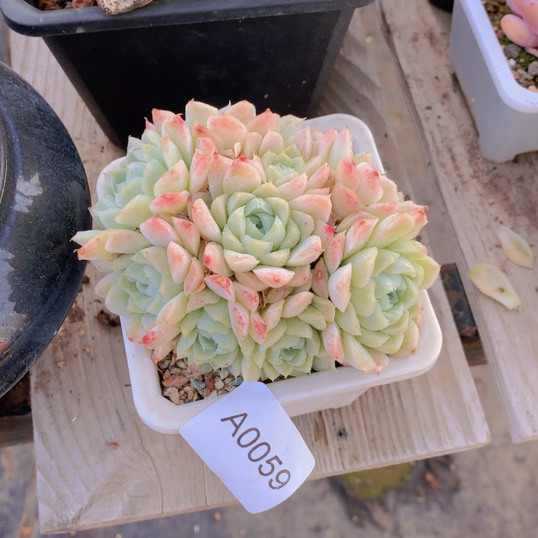 渔***r闪购多肉1棵a0059带盆土